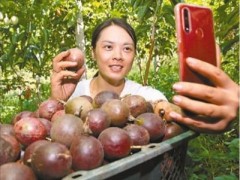 百香果园果香四溢 百香果园果香四溢