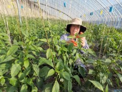甘州区打造四季常绿精品“菜篮子”产业 甘州区打造四季常绿精品“菜篮子”产业