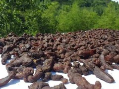 池州:黄精炮制有技巧 由苦变甜销售爆 池州:黄精炮制有技巧 由苦变甜销售爆