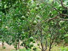 柚子结果树阶段的施肥情况 柚子结果树阶段的施肥情况
