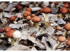 上海嘉定:赤松茸冒头 亩地经济大幅提升 上海嘉定:赤松茸冒头 亩地经济大幅提升