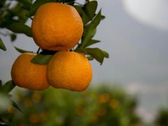 湖北宜昌:柑橘水果走进东南亚市场 湖北宜昌:柑橘水果走进东南亚市场