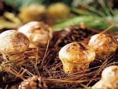 吉林安图:依托自然优势条件 打造专业松茸产销一体产业 吉林安图:依托自然优势条件 打造专业松茸产销一体产业