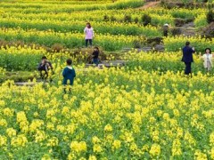 福建仙游:油菜花开引游人 产业发展助增收 福建仙游:油菜花开引游人 产业发展助增收