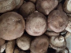 贵州黔西南州:借菌破题 做好食用菌产业 助力乡村振兴 贵州黔西南州:借菌破题 做好食用菌产业 助力乡村振兴