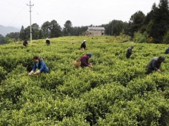 信阳市浉河区：茶叶开采忙！春茶生产紧