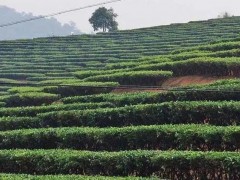 贵州省黔南州：茶树资源圃，为茶叶产业发展奠定更坚实的基础！