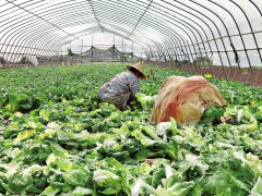 武汉长江村：积极动员各方力量保障蔬菜生产，保障春节“菜篮子”供应